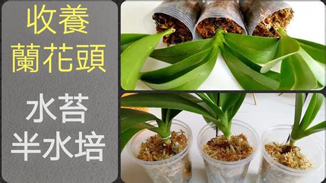 種蘭花的材料|蘭花種植材料使用指南：水苔、樹皮等，使用步驟全攻。